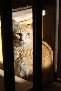 Portrait of cat sitting by window at home