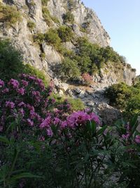 Purple flowering plants by rocks against sky