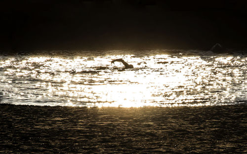 Silhouette birds on beach against sky at night