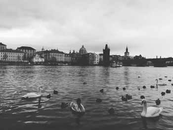 View of swans swimming in river