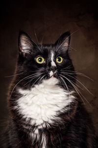 Close-up of maine coon cat looking away against black background