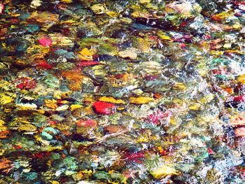 Full frame shot of autumn leaves