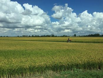 Scenic view of field against clear sky