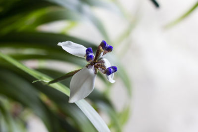 Close-up of insect on purple flowering plant