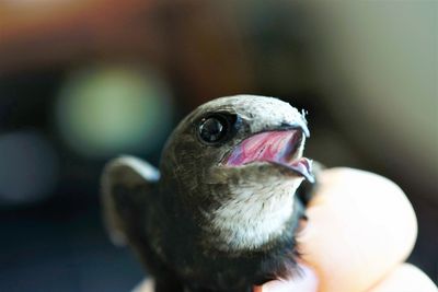 Close-up of hand holding bird