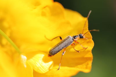 Close-up of insect on yellow flower