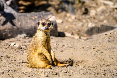 Close-up of meerkat