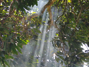 Low angle view of trees