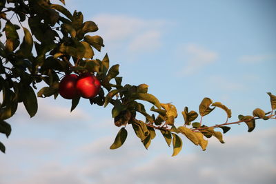 Low angle view of apple tree against sky