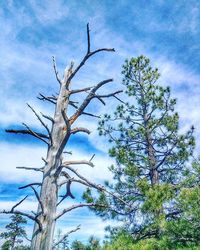 Low angle view of bare trees against blue sky