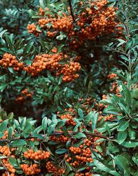 Close-up of orange berries on tree