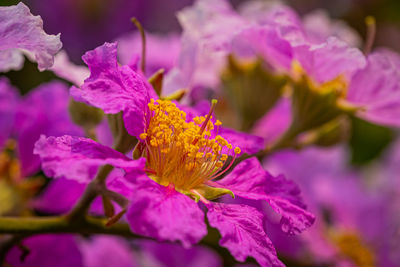 Close-up of purple flowering plant