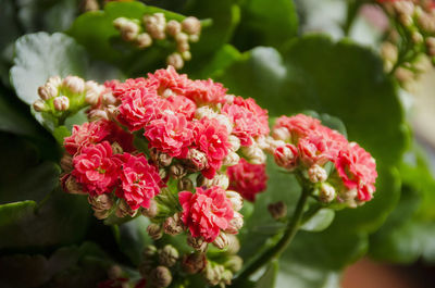 Close-up of pink flowers