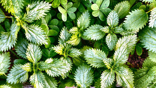 Full frame shot of plants