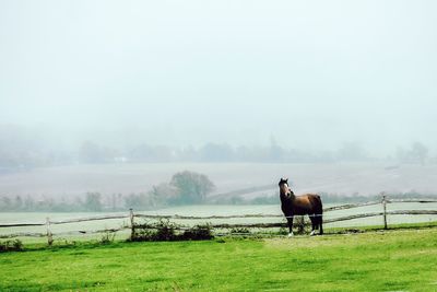 Horse in the field