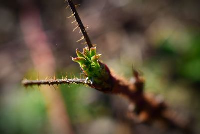 Close-up of insect on plant