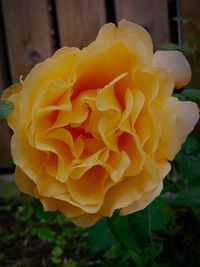 Close-up of yellow rose blooming outdoors