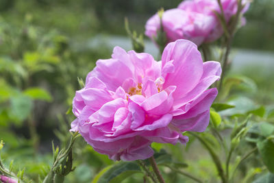 Close-up of pink rose flower