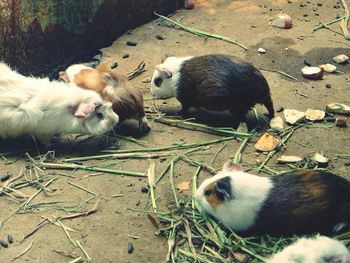View of sheep in field