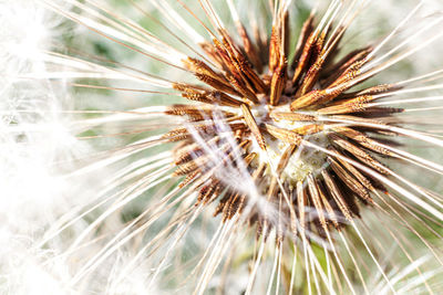 Close-up of dandelion on field