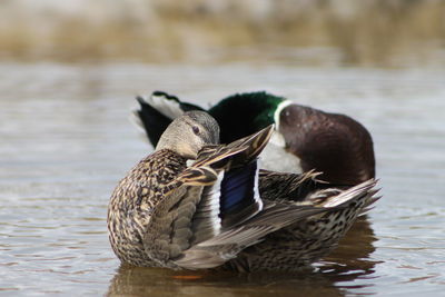 Mallard ducks swimming on lake