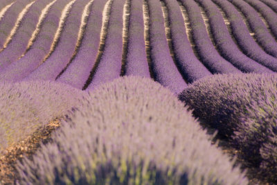 Full frame shot of lavender on field