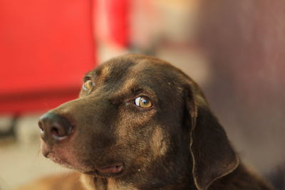 Close-up of dog looking away