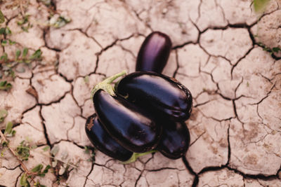 High angle view of eggplants on land