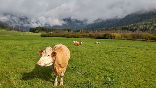 Cow grazing on field against sky