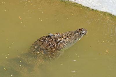 High angle view of a turtle in lake