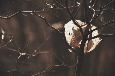 Close-up of tree branch