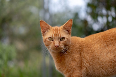 Close-up portrait of a cat