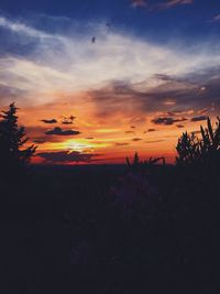 Silhouette plants against sky during sunset