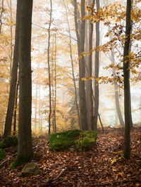 Trees in forest during autumn