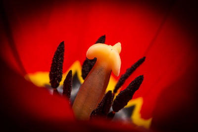 Close-up of red flower