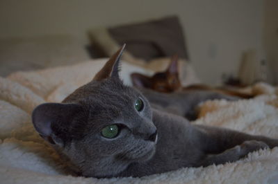 Close-up portrait of cat relaxing at home