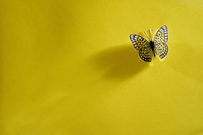 Close-up of insect on yellow wall