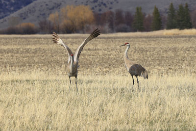 Sand hill cranes dancing in a field with each other