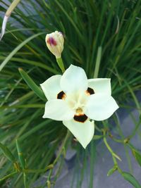 Close-up of white flowering plant