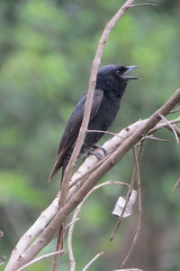 Close-up of bird perching on branch