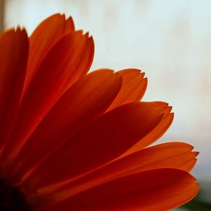 Close-up of orange flower blooming outdoors