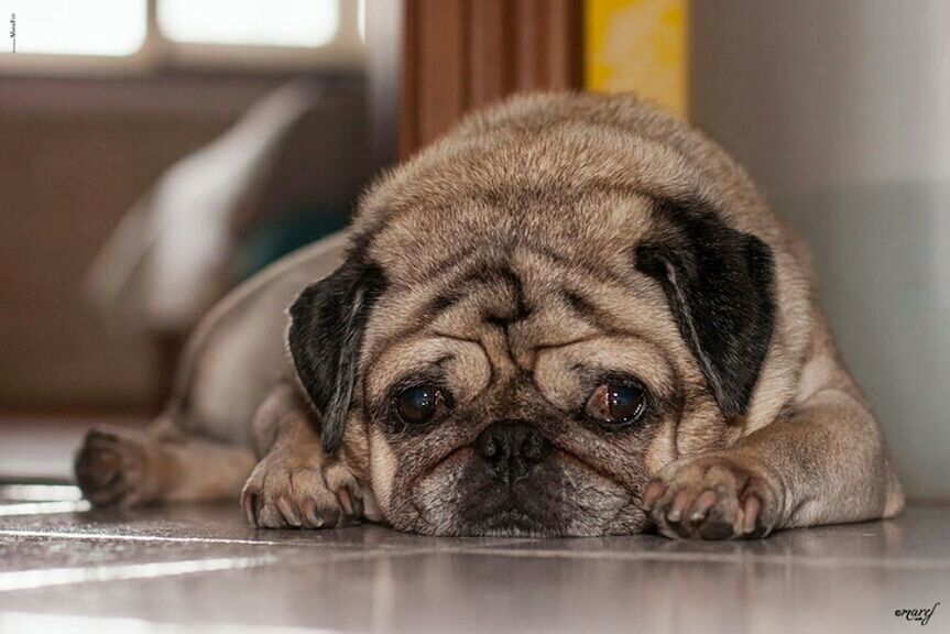 dog, pets, domestic animals, animal themes, indoors, one animal, mammal, relaxation, portrait, looking at camera, home interior, lying down, close-up, resting, focus on foreground, home, animal head, flooring, cute, no people