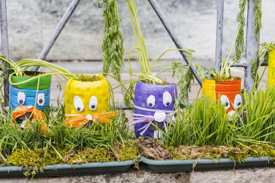 Close-up of multi colored flower pot
