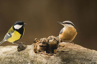 Close-up of birds perching on rock