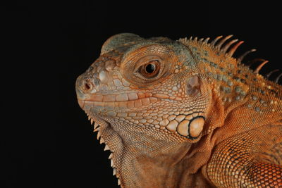 Close-up of iguana