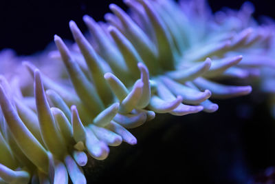 Close-up of purple flowering plant