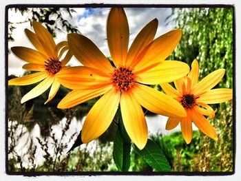 Close-up of yellow flower