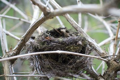 Close-up of tree trunk