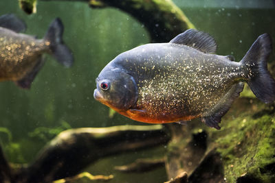 Close-up of fish swimming in sea