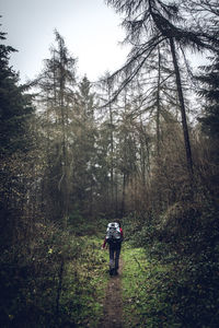 Rear view of backpacker walking in forest